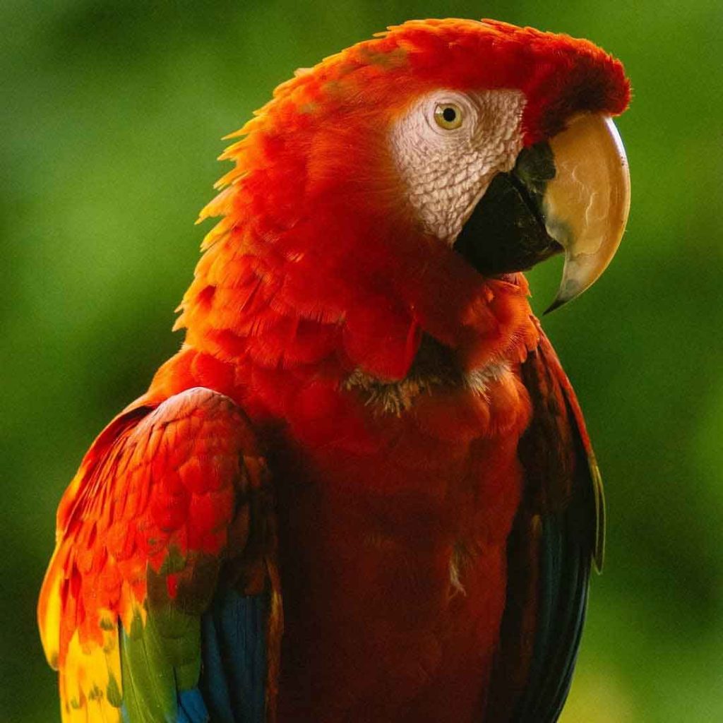 habana amazon reserve