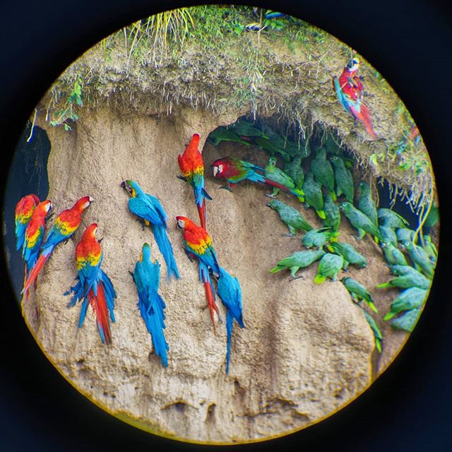 Tambopata Chuncho Macaw Clay Lick