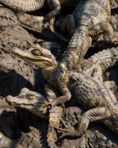 puerto maldonado amazon tours