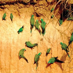 puerto maldonado amazon tours