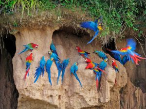 Tambopata Chuncho Macaw Clay Lick