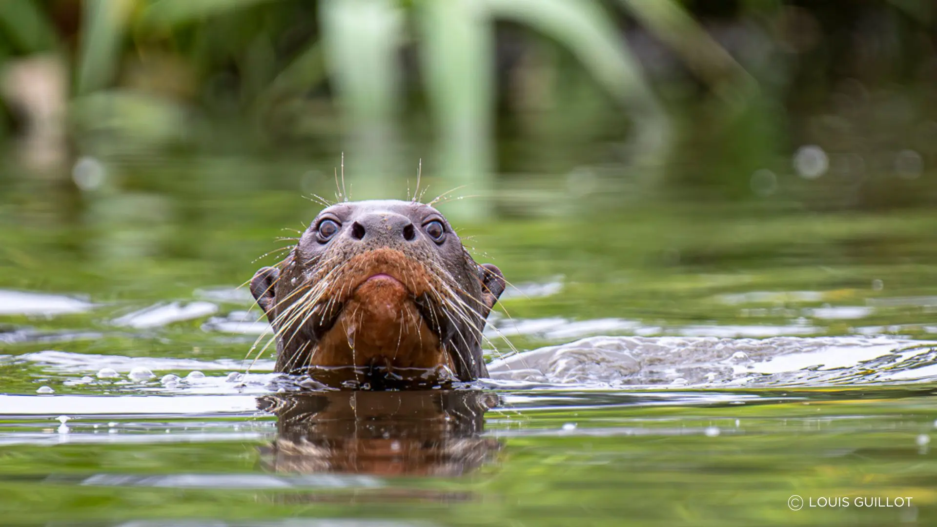 habana amazon reserve